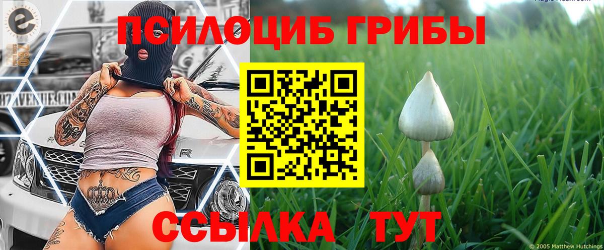 Псилоцибиновые грибы Psilocybe Богданович