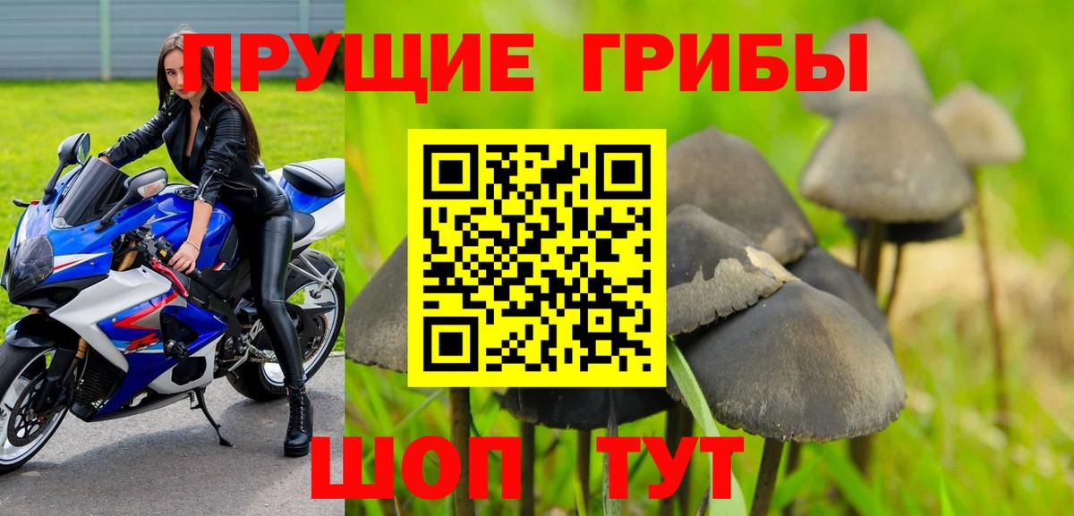 Псилоцибиновые грибы GOLDEN TEACHER Богданович